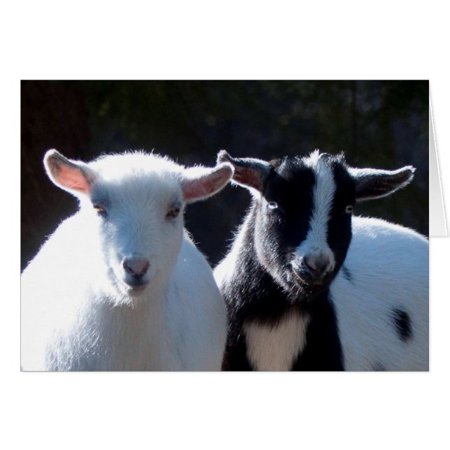 Nigerian Dwarf Goats Cards (Front Horizontal)