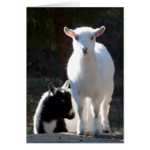 Nigerian Dwarf Goats on the Picnic Table