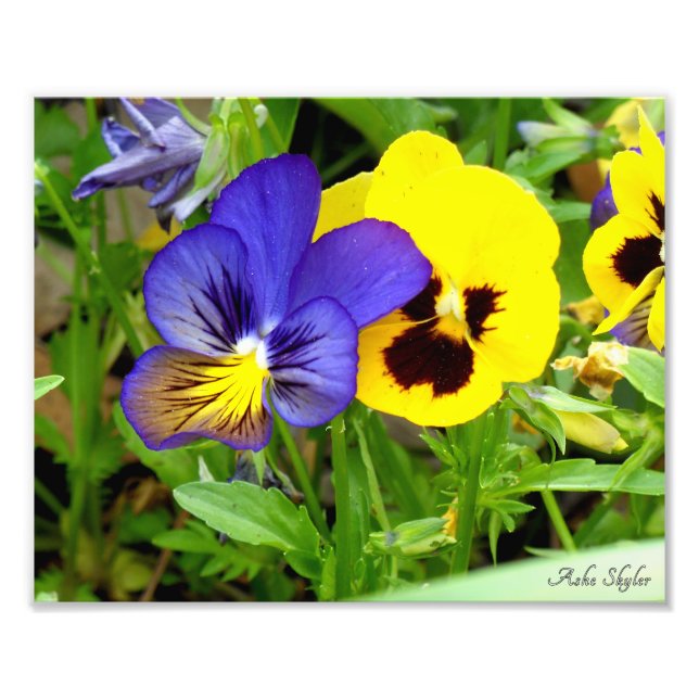Night and Day Pansies Photo Print (Front)