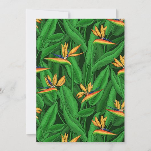 Night bird of paradise garden (Front)