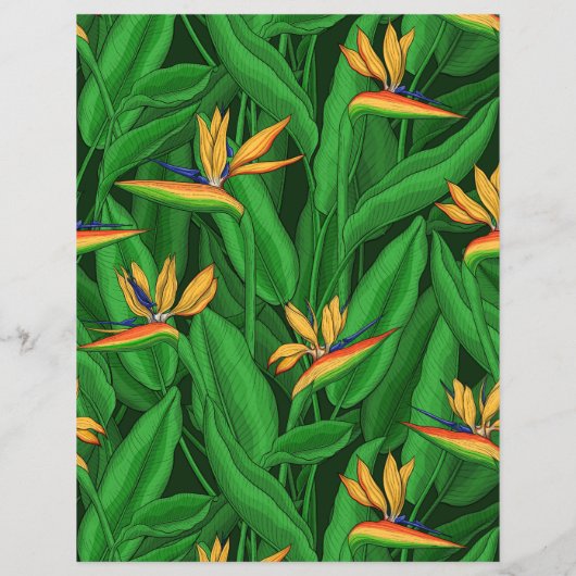 Night bird of paradise garden (Back)