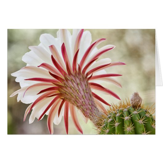 Night blooming cactus flower cards (Front Horizontal)