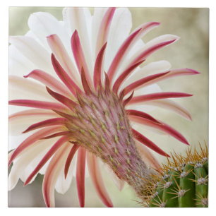 Night blooming cactus flower ceramic tile