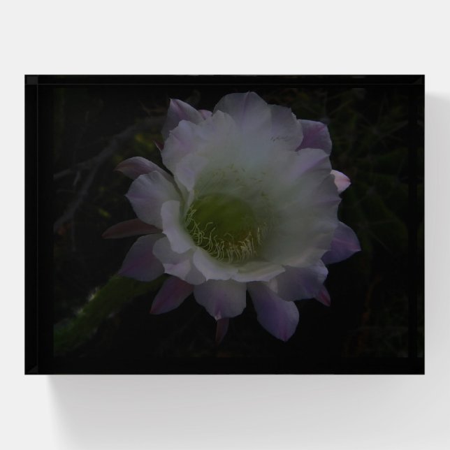 Night blooming cactus flower paperweight (Front)