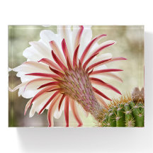 Night blooming cactus flower