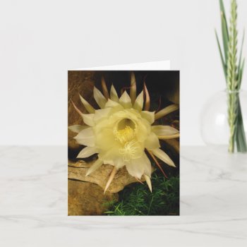 Night Blooming Cereus Card by kingkaoa at Zazzle