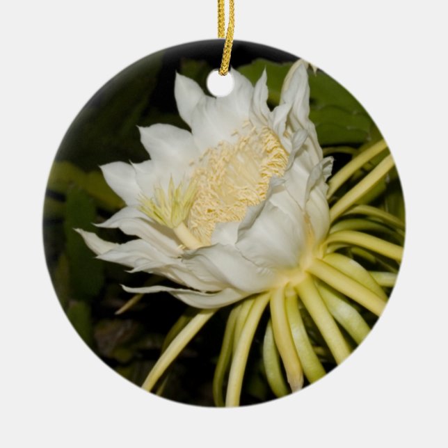 Night blooming cereus flower ornament. ceramic ornament (Front)