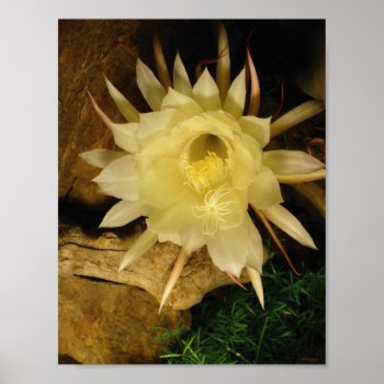 Night Blooming Cereus Poster by kingkaoa at Zazzle
