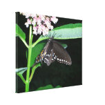 Night Butterfly Black Swallowtail at Shenandoah Canvas Print