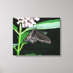 Night Butterfly Black Swallowtail at Shenandoah Canvas Print