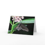Night Butterfly Black Swallowtail at Shenandoah Card