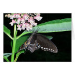 Night Butterfly Black Swallowtail at Shenandoah Cards