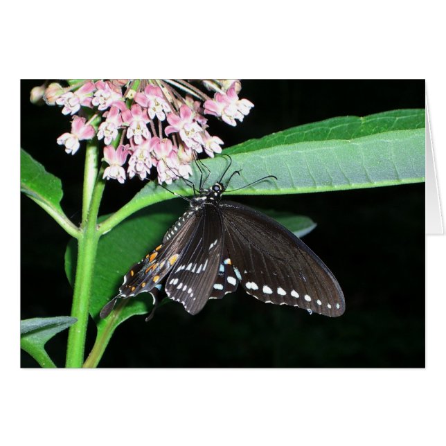 Night Butterfly Black Swallowtail at Shenandoah Cards (Front Horizontal)