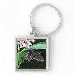 Night Butterfly Black Swallowtail at Shenandoah Keychain