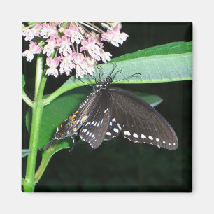 Night Butterfly Black Swallowtail at Shenandoah Magnet