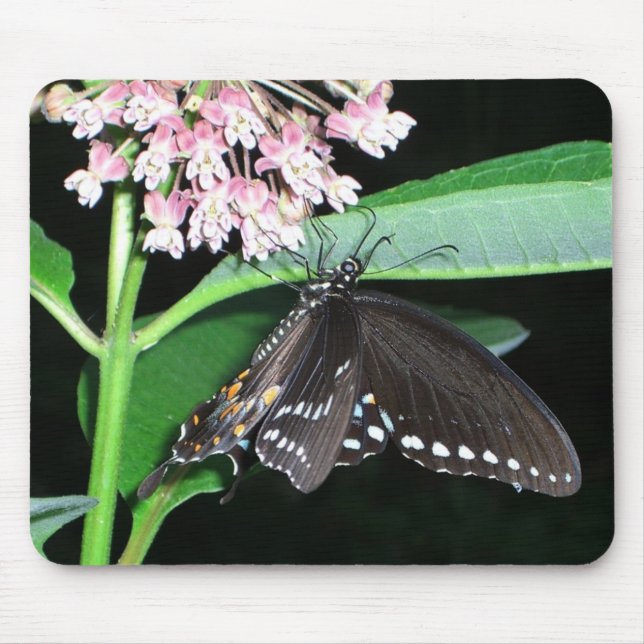 Night Butterfly Black Swallowtail at Shenandoah Mouse Pad (Front)