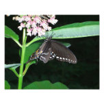 Night Butterfly Black Swallowtail at Shenandoah Photo Print