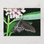 Night Butterfly Black Swallowtail at Shenandoah Postcard
