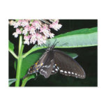 Night Butterfly Black Swallowtail at Shenandoah Postcard