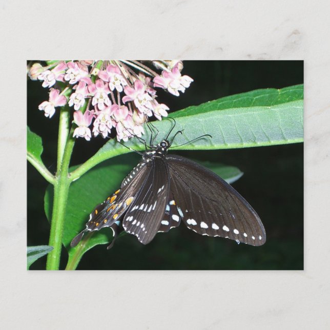 Night Butterfly Black Swallowtail at Shenandoah Postcard (Front)