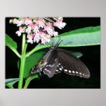 Night Butterfly Black Swallowtail at Shenandoah Poster