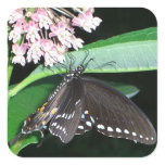Night Butterfly Black Swallowtail at Shenandoah Square Sticker