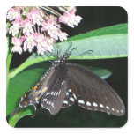Night Butterfly Black Swallowtail at Shenandoah Square Sticker