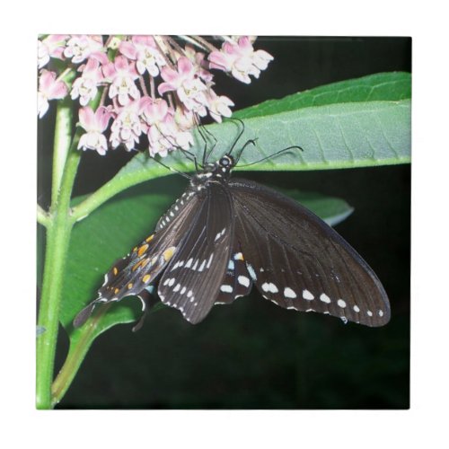 Night Butterfly Black Swallowtail at Shenandoah Tile