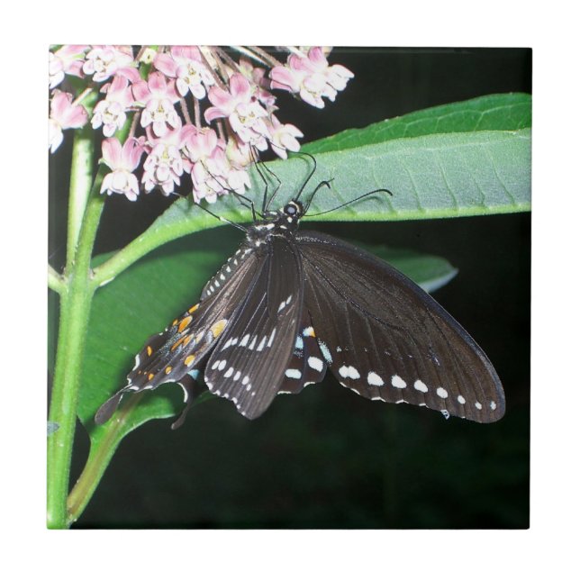 Night Butterfly Black Swallowtail at Shenandoah Tile (Front)