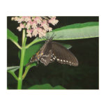 Night Butterfly Black Swallowtail at Shenandoah Wood Wall Decor
