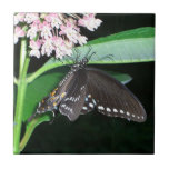 Night Butterfly Black Swallowtail Nature Photo Tile