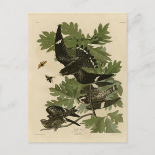 Night Hawk - John James Audubon's Birds of America Postcard