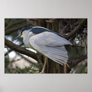 Night Heron Bird Photo Poster