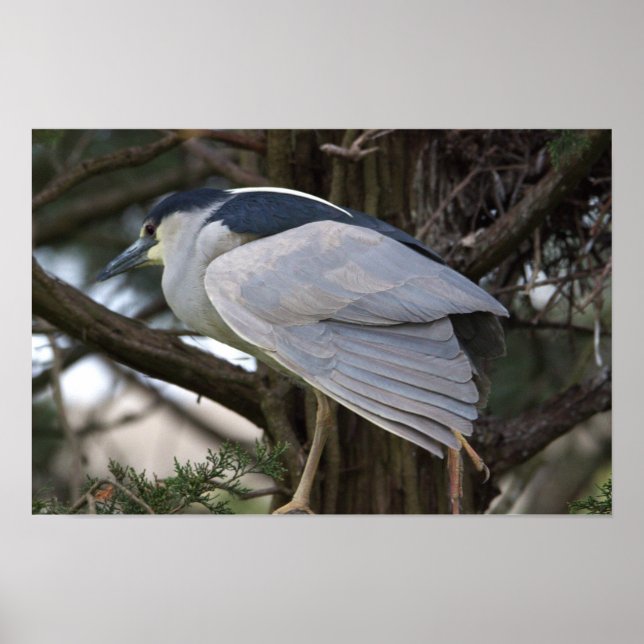 Night Heron Bird Photo Poster (Front)