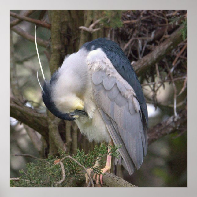 Night Heron Bird Photo Poster (Front)