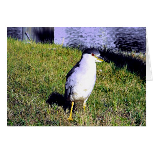 Night Heron Cards (Front Horizontal)