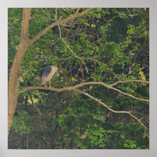 Night Heron in Tree Poster