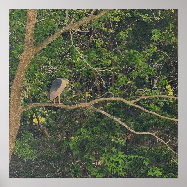 Night Heron in Tree Poster (Front)