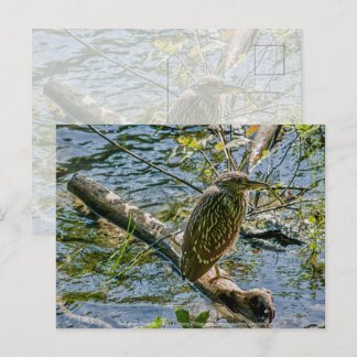 Night Heron jv Postcard