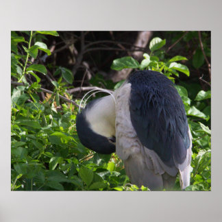 Night Heron Photo Poster