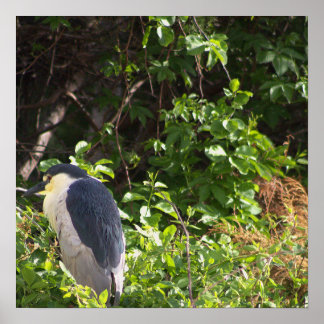 Night Heron Poster