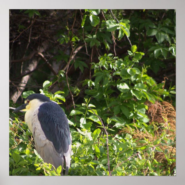 Night Heron Poster (Front)