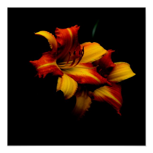 Night Lily... Poster (Front)