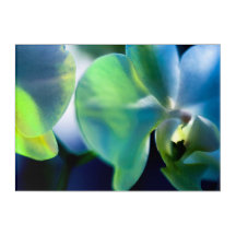 Night Orchid Acrylic Wall Art