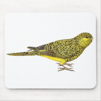 Night Parrot Office Products Supplies Zazzle Night Parrot Pezoporus Occiddentalis Mouse Pad