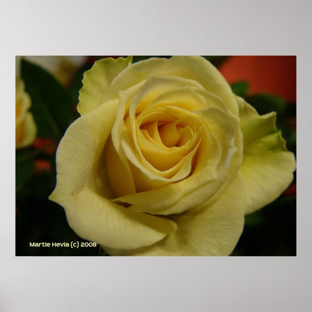 Night White Rose Poster (Front)