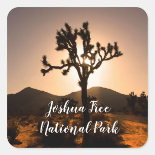 Nightfall begins at Joshua Tree Square Sticker