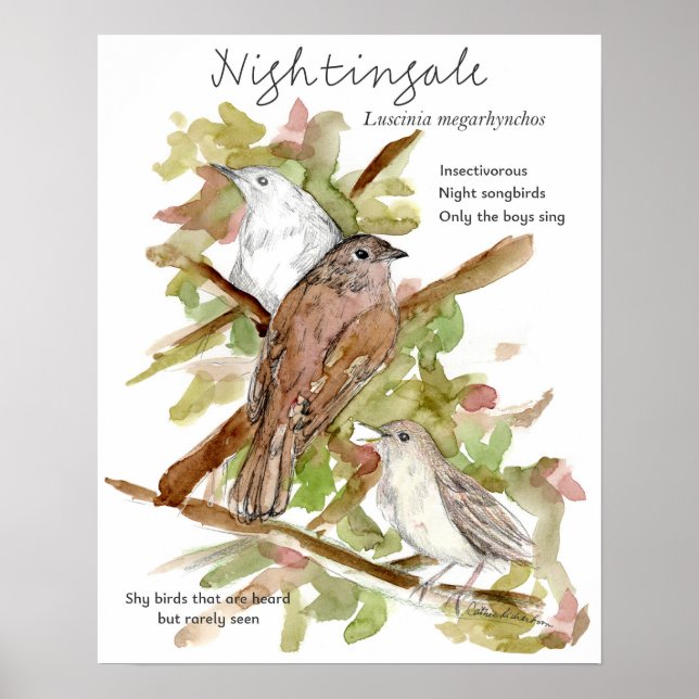 Nightingale Songbird Leaves Trees Drawing Poster (Front)
