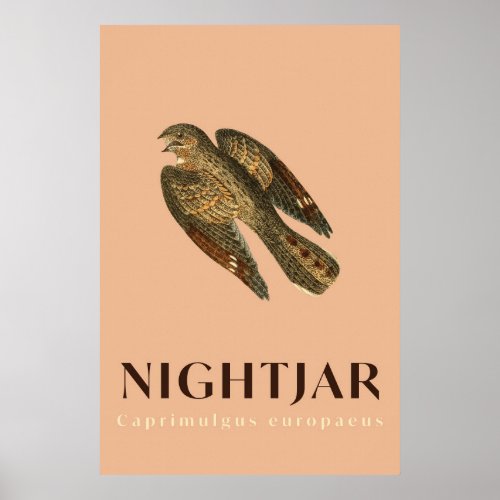 Nightjar bird vintage  Poster