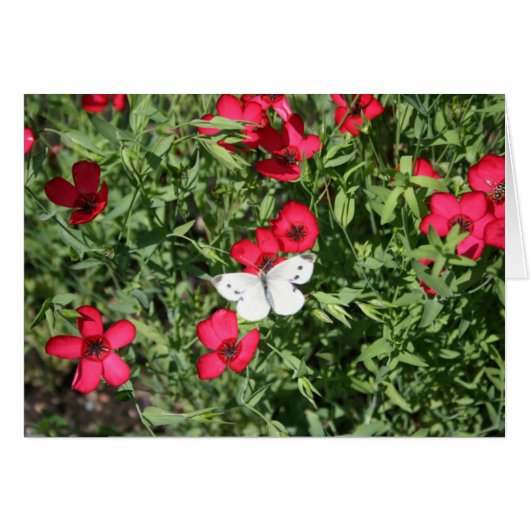 Nightmare on Flax (Front Horizontal)